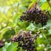 Sampo Elderberry