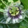 Black Knight Passiflora