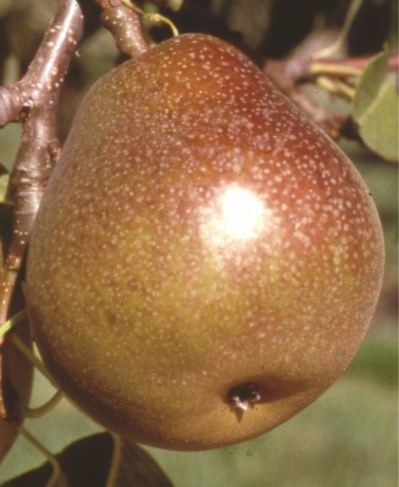 Honey Sweet European Pear 1 Honey Sweet European Pear