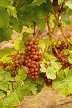 Siegerrebe Grape