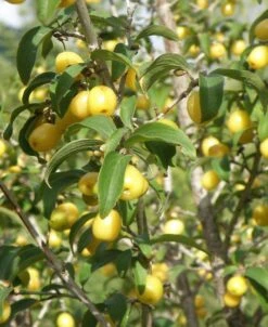 Yellow Fruited Cornus Mas