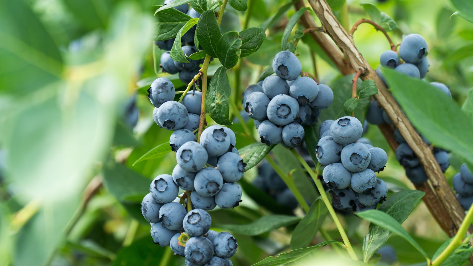 Berryfield Fruits Shop -Berryfield Fruits Shop Blueberries Image