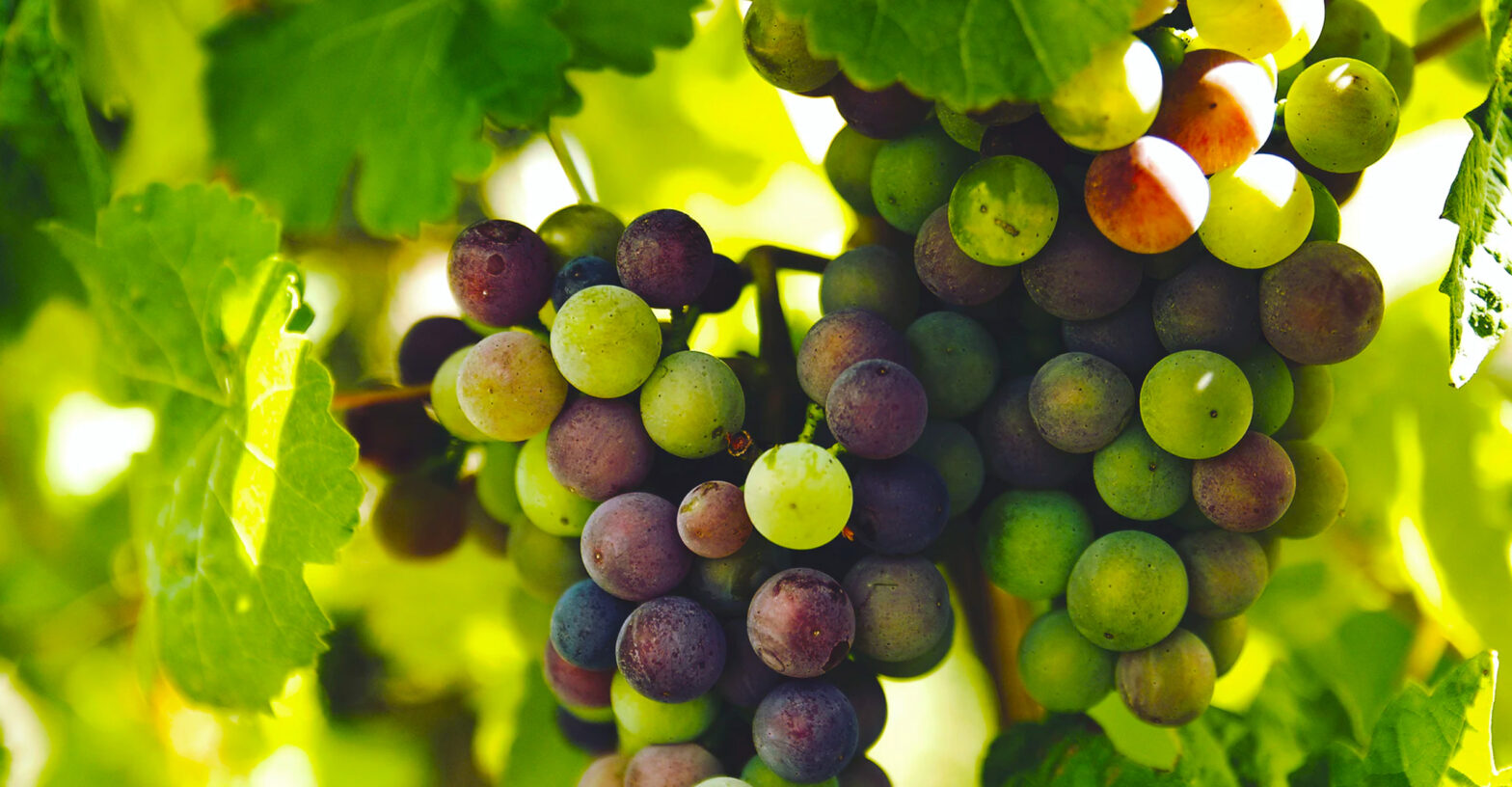 Berryfield Fruits Shop -Berryfield Fruits Shop Growing Grapes Banner 01 1568x816 1