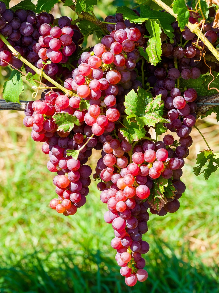 Berryfield Fruits Shop -Berryfield Fruits Shop Vitis Crimson Table Grape