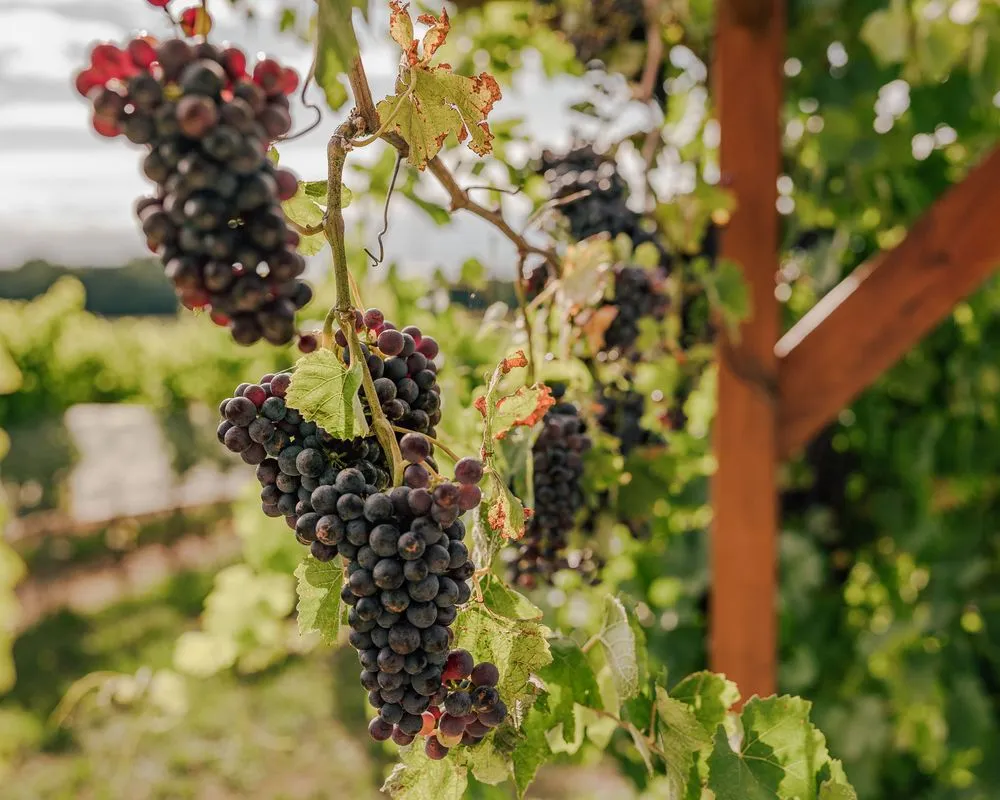 Berryfield Fruits Shop -Berryfield Fruits Shop large Swiss Wine Promotion 9ea691f810