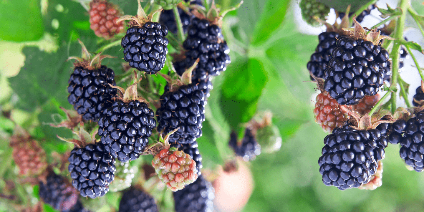 Berryfield Fruits Shop -Berryfield Fruits Shop untitled design 5 copy min